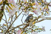 13th Mar 2020 - Baby woodpecker