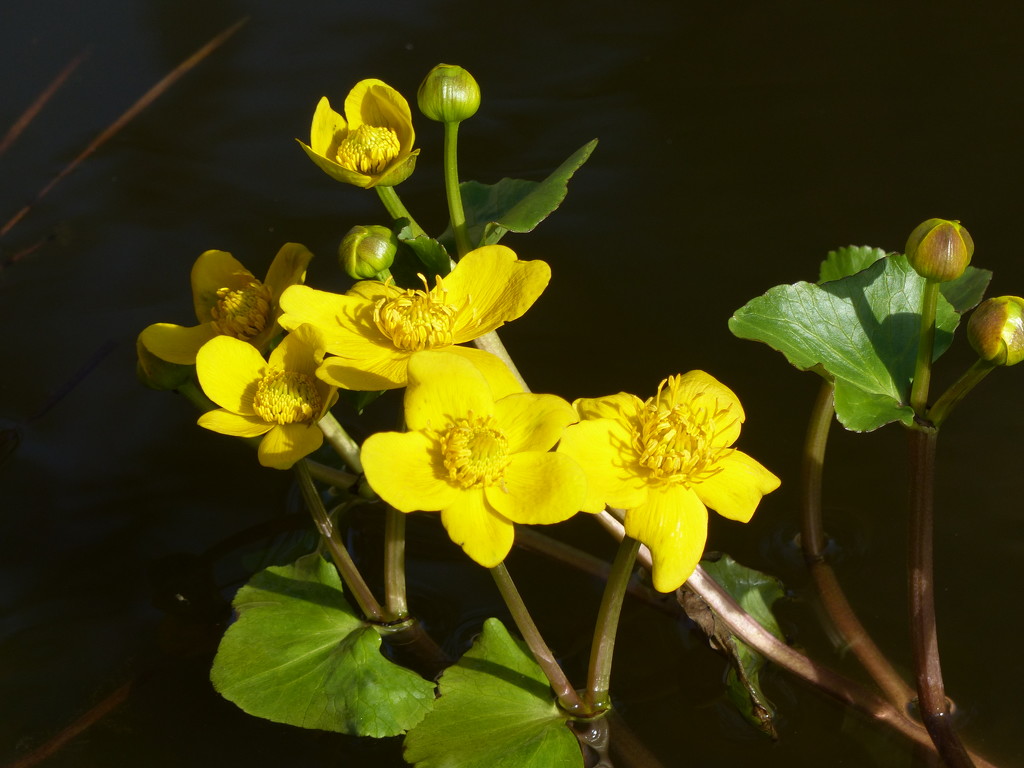  Marsh Marigold  by susiemc