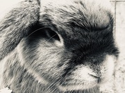12th Mar 2020 - Priya's rabbit. 