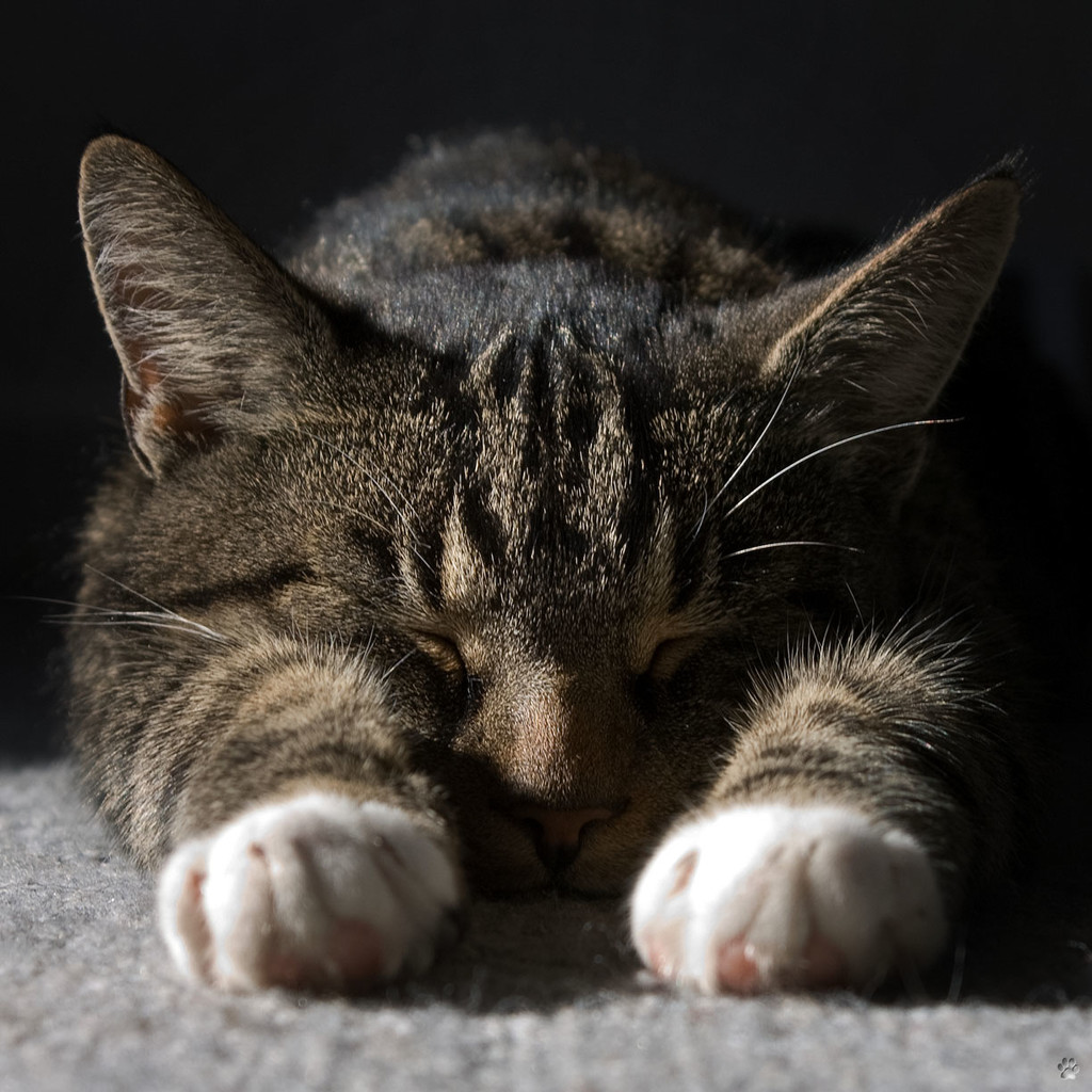 sleeping cat (Pollux) by lastrami_