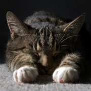 6th Feb 2020 - sleeping cat (Pollux)