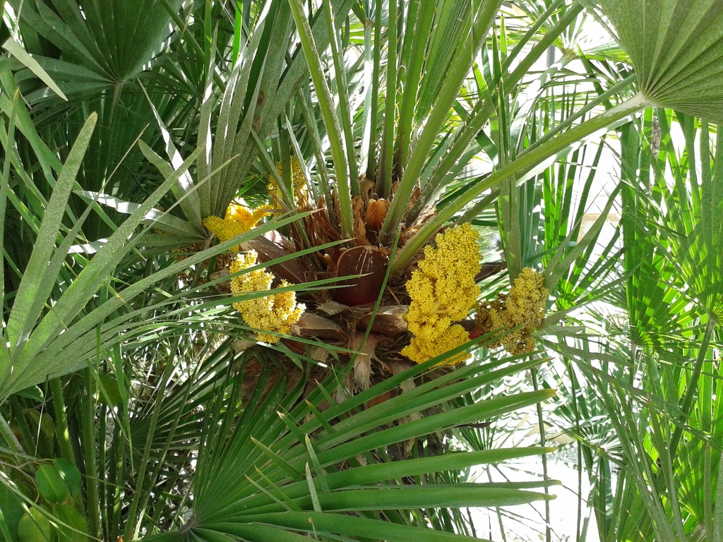 Strange flowers appear in palms.  by chimfa