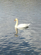 11th Mar 2020 - Swanning about