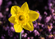 12th Mar 2020 - ~1st Daffodil~