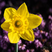 ~1st Daffodil~ by crowfan