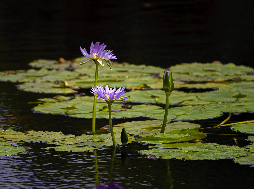 Water Lilies  by jgpittenger