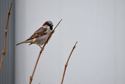 13th Mar 2020 - Accommodating Sparrow