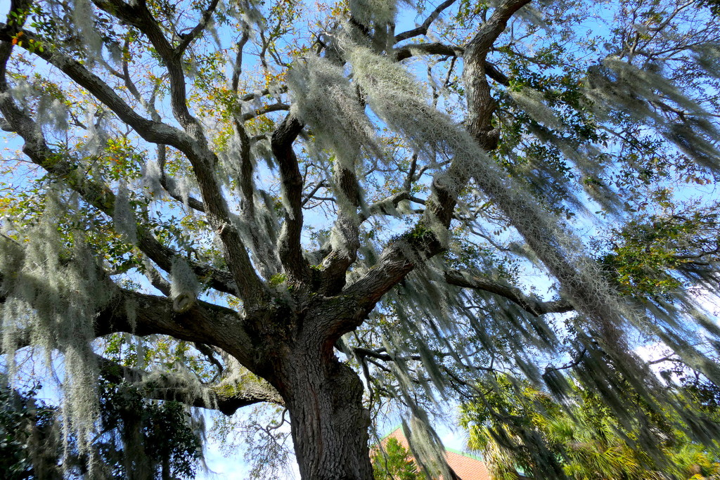 Spanish Moss by redy4et