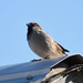 Rooftop Sparrow by bjywamer