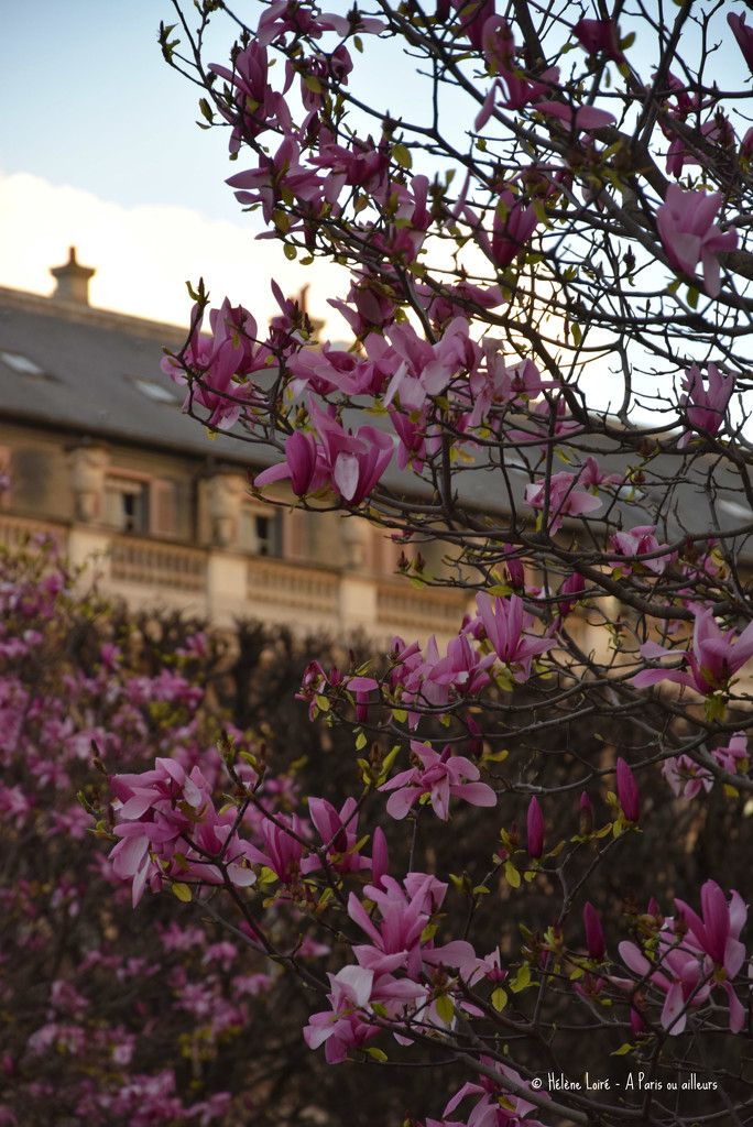 magnolias at the Palais Royal garden by parisouailleurs
