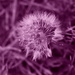 Nature - Purple 2 by genealogygenie