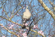 25th Feb 2020 - The wood pigeon is back