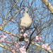 The wood pigeon is back by speedwell