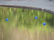 13th Mar 2020 - blue buoys