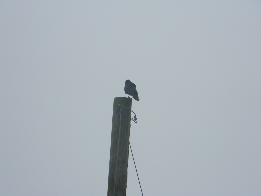 Crow on Pole by sfeldphotos
