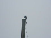 13th Mar 2020 - Crow on Pole