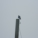 Crow on Pole by sfeldphotos