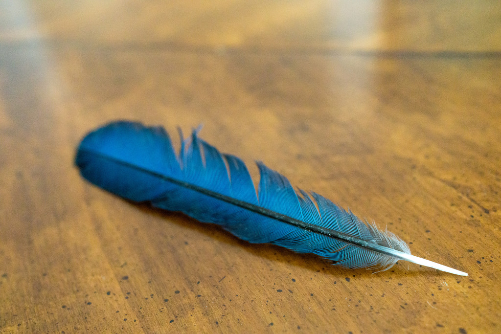 I found a bluejay feather on my driveway  by cristinaledesma33