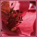 Japonica in Bloom by milaniet