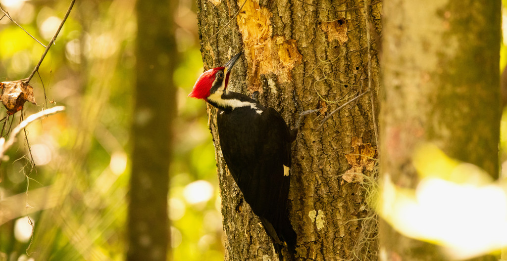 Pileated Woodpecker Pecking the Trees! by rickster549