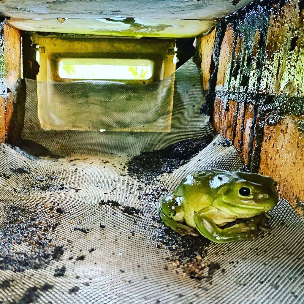 Guard-frog on letterbox duty. by corymbia