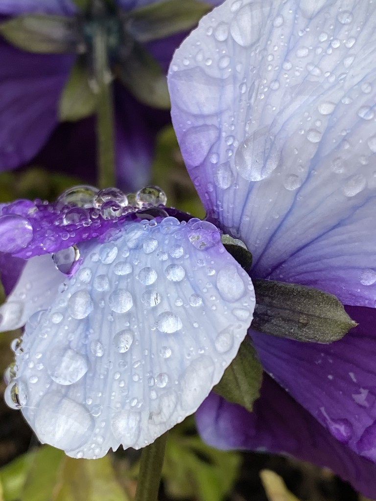 Raindrops on Pansy  by clay88