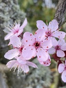 12th Mar 2020 - Cherry Blossoms 