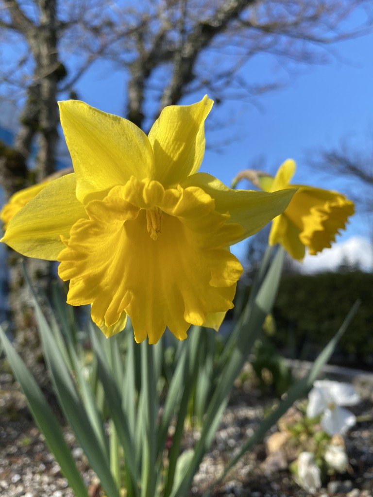 Daffodils  by clay88