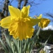 Daffodils  by clay88