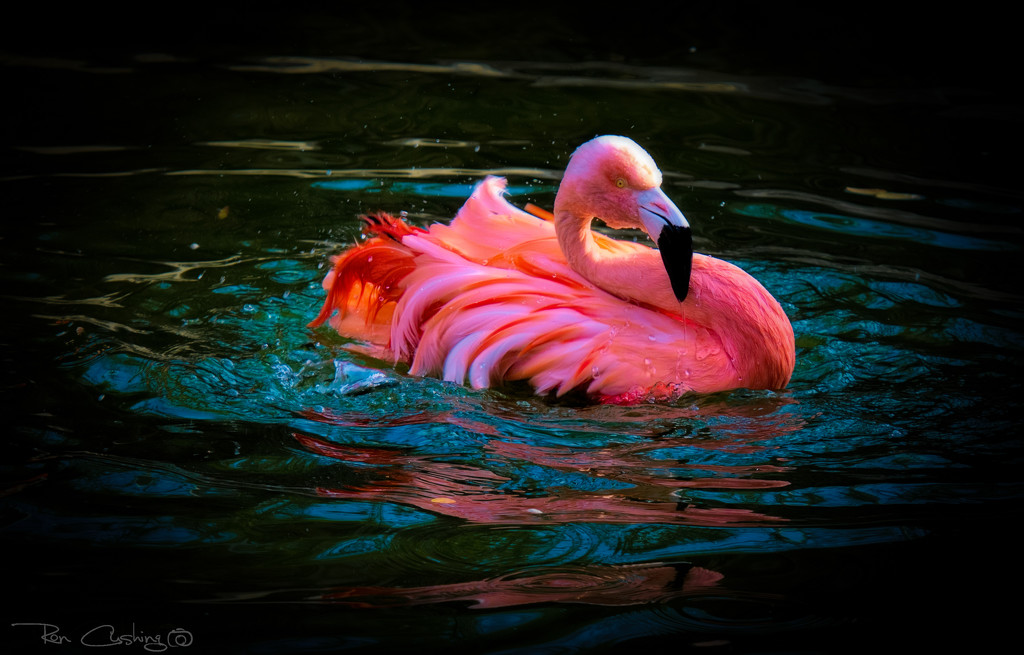 Flamingo Friday '20 09 by stray_shooter