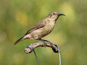 14th Mar 2020 - Female Sunbird