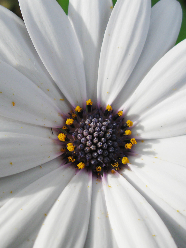 African Daisy by onewing