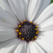African Daisy by onewing