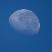 13th Mar 2020 - Blue Moon