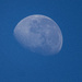 Blue Moon by koalagardens
