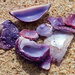 Sea Shells by ingrid01
