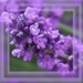lavender's blue by quietpurplehaze