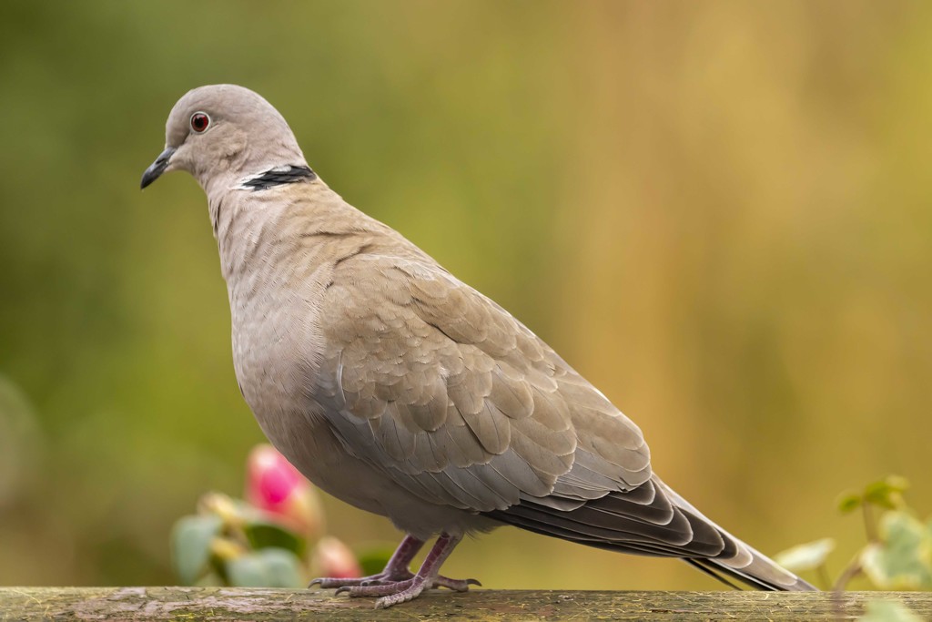collared dove  by shepherdmanswife