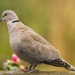 collared dove  by shepherdmanswife