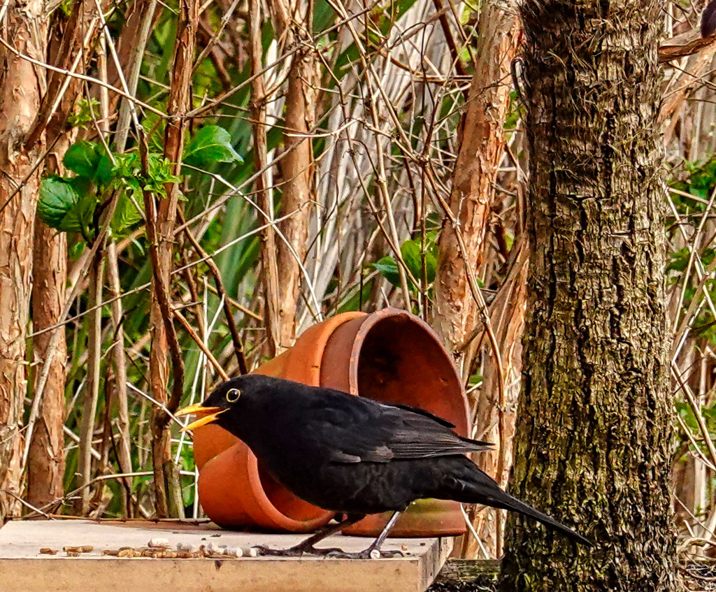 Blackbird Feeding Station. by tonygig