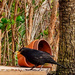Blackbird Feeding Station. by tonygig