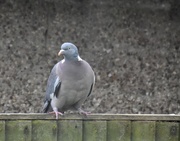 14th Mar 2020 - Wood pigeon 