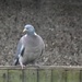 Wood pigeon  by rosiekind