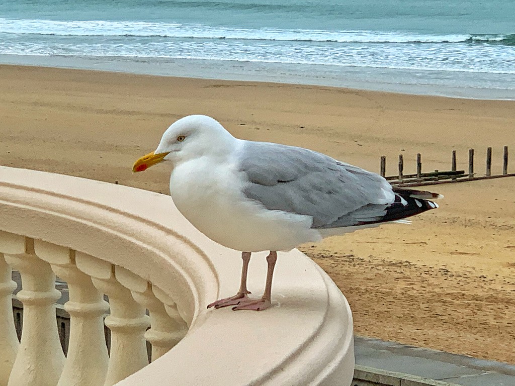 Seagull.  by cocobella