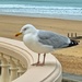 Seagull.  by cocobella