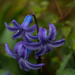 Hyacinths by rumpelstiltskin