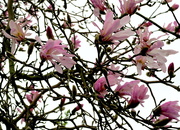 14th Mar 2020 - Magnolia Flowers