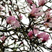 Magnolia Flowers by davemockford