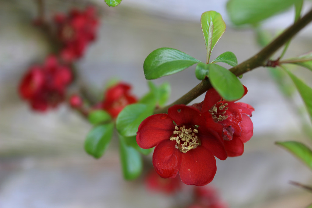 9th March Japonica Quince by valpetersen