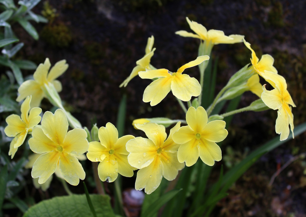 11th March primrose by valpetersen